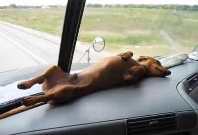 車のダッシュボードの上で寝る犬