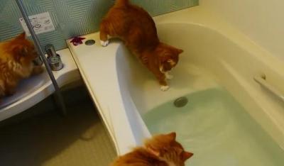 おもちゃの魚を狙って、お風呂に落ちてしまった猫