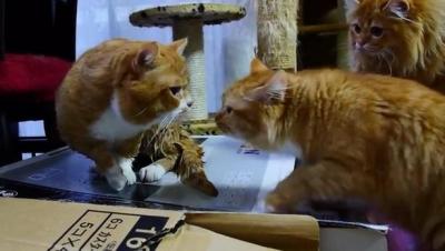 おもちゃの魚を狙って、お風呂に落ちてしまった猫
