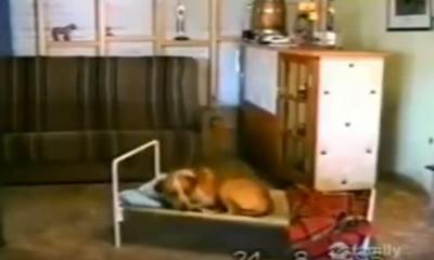 寝る前には、ベッドの前でお祈りする犬
