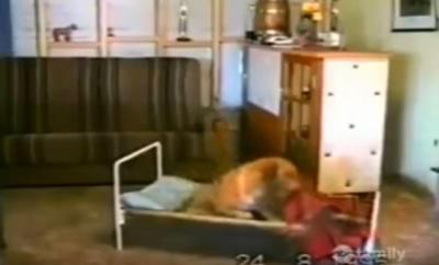 寝る前には、ベッドの前でお祈りする犬
