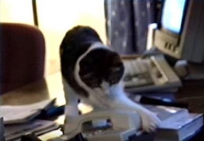 もしもし?猫が電話に出てしまう会社