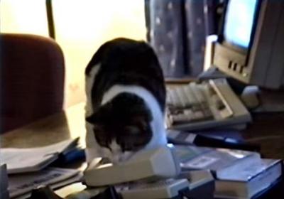 もしもし?猫が電話に出てしまう会社