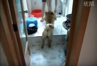 必死にお風呂を拒み抵抗する犬