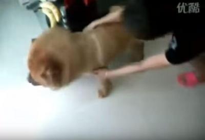 必死にお風呂を拒み抵抗する犬