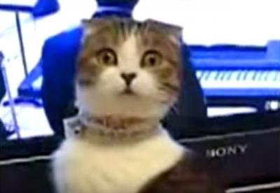 振り向いてビックリした顔が可愛すぎる猫