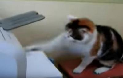 プリンターに猫パンチの連打!