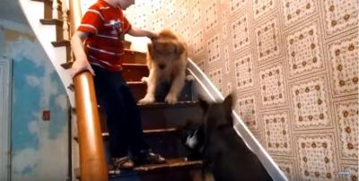 階段を猫に占領され下りられない犬