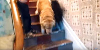 階段を猫に占領され下りられない犬