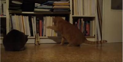 メトロノームに敏感に反応する猫
