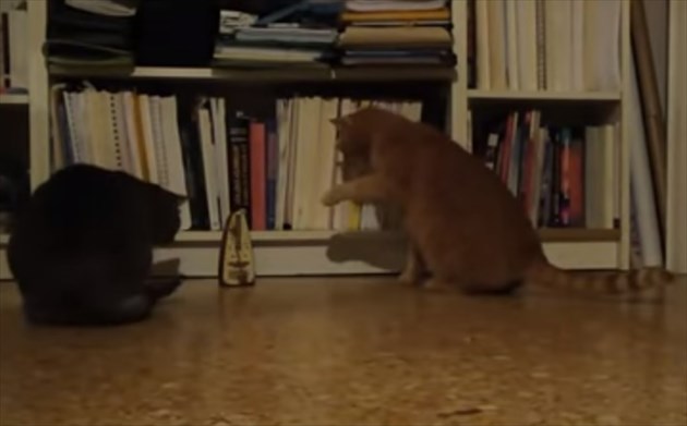metronormcat_R