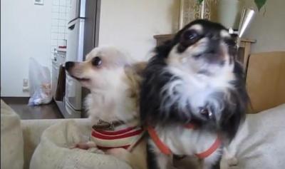 歌が上手!2匹でハモるチワワたち
