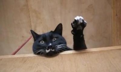 まるで優等生!?手をあげて返事をする猫