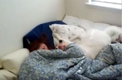 ちょっと過激?犬の目覚まし