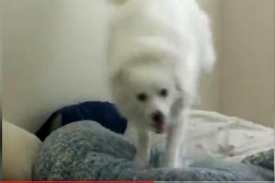 ちょっと過激?犬の目覚まし