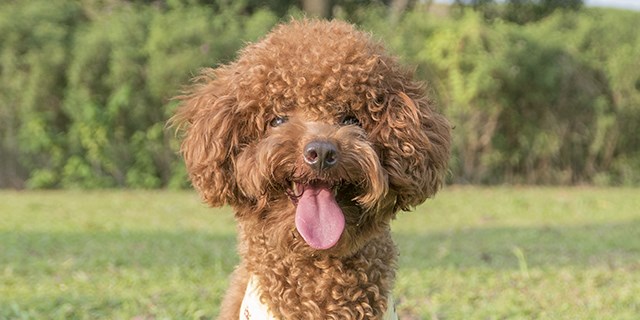 poodle
