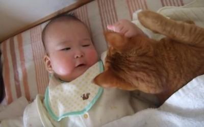 健気でかわいい・・!赤ちゃんの面倒を見る猫