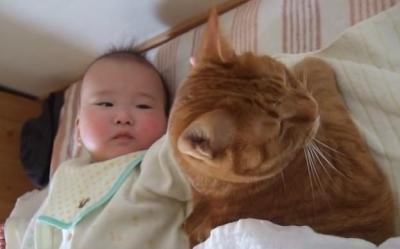 健気でかわいい・・!赤ちゃんの面倒を見る猫