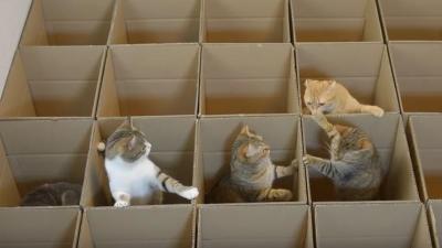 おねだりポーズで友達を呼ぶ猫