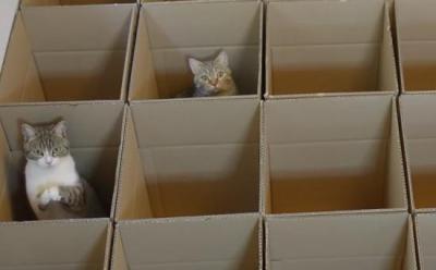 おねだりポーズで友達を呼ぶ猫