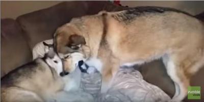 自分だけ可愛がって欲しい!ヤキモチを妬く犬
