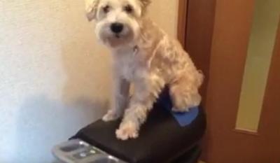目指せシェイプアップ!?ロデオボーイに乗る犬