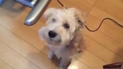 目指せシェイプアップ!?ロデオボーイに乗る犬