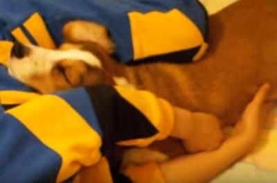 サークルで寝てしまう男の子と犬に癒やされます