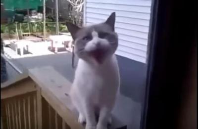 ドアの向こうで怒りながら喋り続ける猫