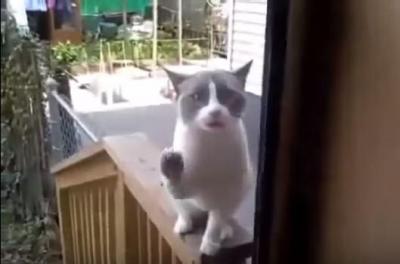 ドアの向こうで怒りながら喋り続ける猫