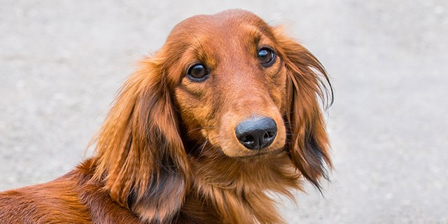 dachshund