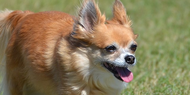 chihuahua