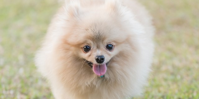 pomeranian