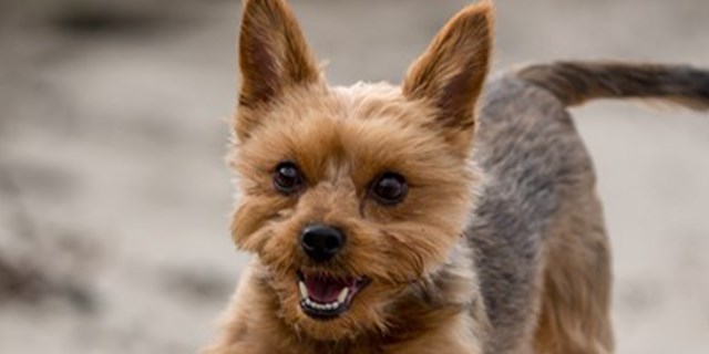 yorkshire-terrier