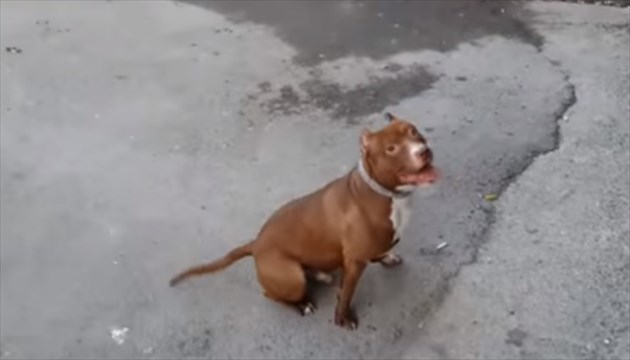 pitbull_R