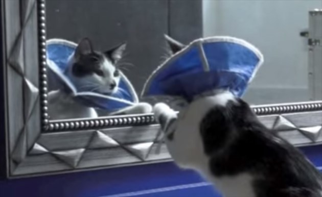 erizavescat_R