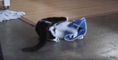 エリザベスカラーにキレる猫