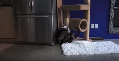 エリザベスカラーにキレる猫