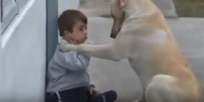 言葉が無くても犬は全てを愛します