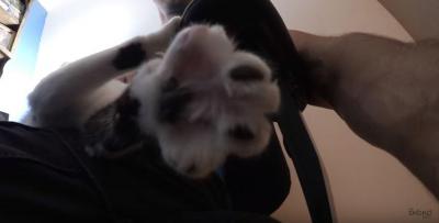 とっても可愛い甘え上手な猫