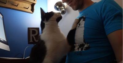 とっても可愛い甘え上手な猫