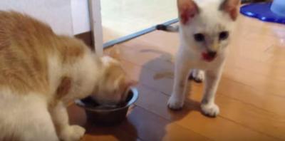 ご飯の奪い合いがアスリート級の猫たち