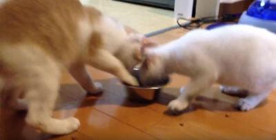 ご飯の奪い合いがアスリート級の猫たち