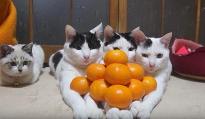 腕の上にみかんを乗せられていく猫たち