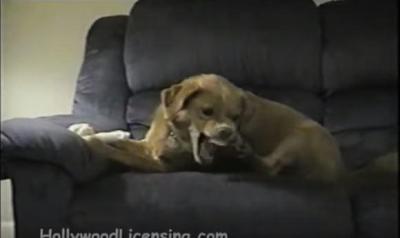犬のガムを横取りするのは自分の足?