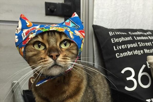 nekoboufactory_R