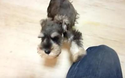 おもちゃと飼い主さんの間で揺れるシュナウザー