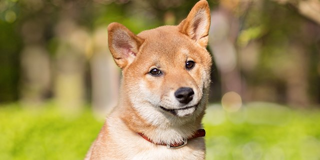 shiba