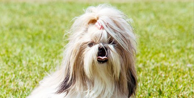 shih-tzu