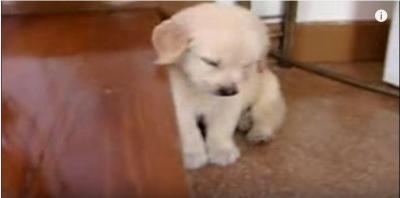 段差にアゴを乗せ眠る子犬に癒やされます